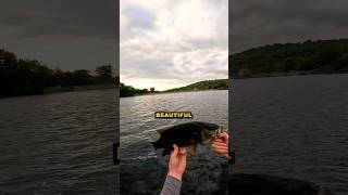 Elios PB Smallmouth Bass smallmouthnation bassfishing fishing largemouthbass smallmouthbass [upl. by Myrilla]