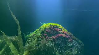 Minute Meditation  Underwater Moss [upl. by Aroel]