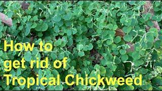 How to get rid of Tropical Chickweed  Drymaria cordata [upl. by Male562]