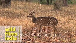 Cheetal deer graze on dry summer grasses in Kanha National Park [upl. by Ibrad]