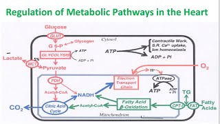 Regulation of metabolic pathway in heartFAketone bodyrandle cycle [upl. by Enomas744]