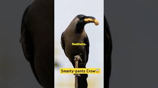 The Smartypants New Caledonian Crow😱 shorts birds facts subscribe [upl. by Aeslek788]