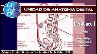 Peritoneo I generalidades y dependencias  UAD  Primera cátedra de Anatomía  FMed  UBA [upl. by Enyrb]