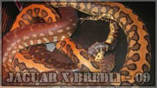 Breeding bredli x jaguar [upl. by Naujej476]