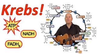 Krebs Mr Ws Krebs Cycle Song [upl. by Hagood]