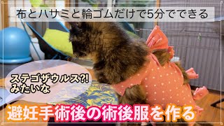 ③５分で完成❗️避妊手術後の服【元保護猫kurumi避妊手術しました】 [upl. by Hpejsoj]