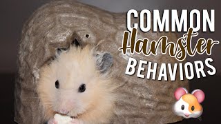 COMMON HAMSTER BEHAVIORS  Hamster Care 🐹 [upl. by Linea]