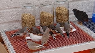 Zebra Finch Feeders [upl. by Ailecra]