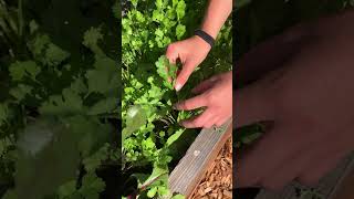 Cilantro Harvesting [upl. by Airtemed]