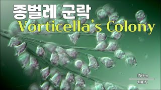 종벌레 군락 Vorticella Colony [upl. by Ilarin]