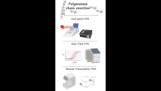 Endpoint PCR realtime PCRqPCR and reverse transcription PCR RTPCR in under 3 minutes [upl. by Nellek]