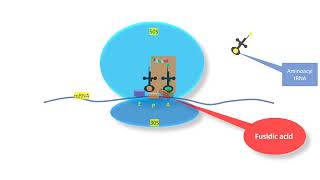 Fusidic acid the steroid antibiotic [upl. by Hirschfeld]