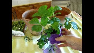 COMMENT PLANTER DES FRAISIERS EN POT POUR BALCON PARTIE 1 [upl. by Dirk]