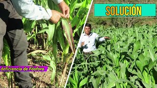 🌽Deficiencia de Fósforo en el Cultivo de Maíz ¿Cuál es la Solución [upl. by Rana]