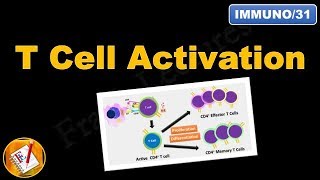 T cell Activation and differentiation FLImmuno31 [upl. by Robby]