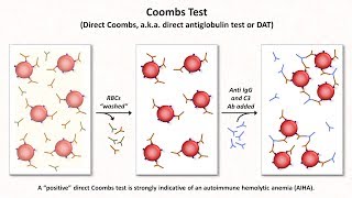 Antigens on RBCs [upl. by Macnair21]