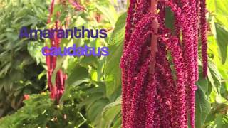 PUYP Harvesting amp Tasting Amaranth Seeds Amaranthus caudatus [upl. by Janina]