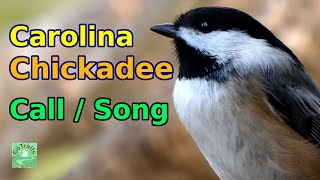 Carolina chickadee call  song amp meanings [upl. by Letnuhs]