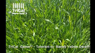 Barley Yellow Dwarf [upl. by Monte728]