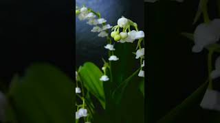 Plants seed growing underwater timelapse [upl. by Orford]