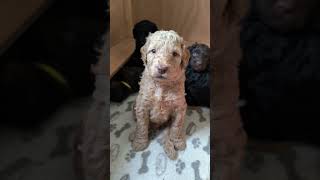 Labradoodle Puppys 4 Weeks Old 🐶 [upl. by Bayard187]