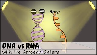 DNA vs RNA Updated [upl. by Ahtinak]