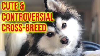 Pomsky Dog Breed 101 The Cute amp Controversial Cross Breed [upl. by Hgielrahc]