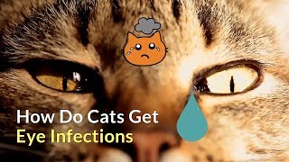 How Do Cats Get Eye Infections  Causes and Prevention [upl. by Behre]