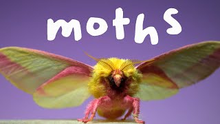 7 Spectacular Moths in Slow Motion [upl. by Ayekan]