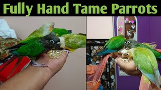 Fully Tamed Hand Feeding conure 2024  Hand Feeding parrots [upl. by Quartas236]