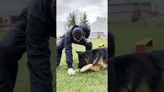 Jak nauczyc psa komendy „LEŻEĆ”❓🐕 behawiorysta tatar nauka treningpsa owczarek [upl. by Enelrac722]