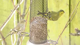 Male and female Siskins at our bird feeder [upl. by Euqor408]