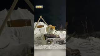 cat winter cut cute love lovecats lovedogs funny virla viralvideo foryou foryoupage [upl. by Marcellus447]