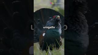 Descubre al fascinante urogallo 🐦✨ [upl. by Doscher]