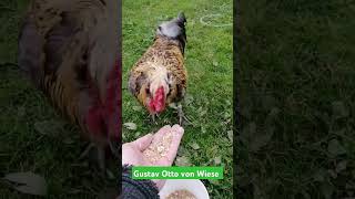 Der Bommel Hahn Gustav holt sich Körnchen ab 🐓 Our pompom rooster Gustav picks up grains🐓 [upl. by Clem]