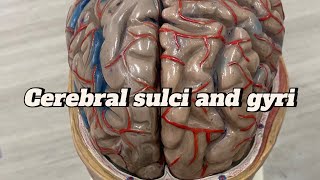 Cerebral sulci and gyri cerebral cortex  neuroanatomy sulcus and gyrus  Brain  model  ospe [upl. by Aikenat134]