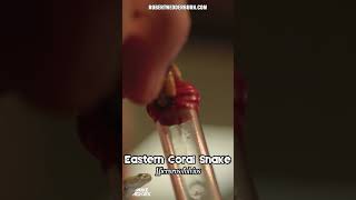 Deadly Eastern Coral Snake Venom Extraction CAUGHT ON CAMERA [upl. by Wachter]