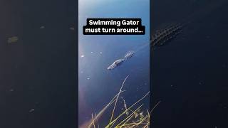 Swimming Gator must turn around alligator wildlife shorts [upl. by Tootsie241]