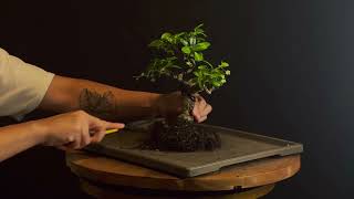 Repotting a Fukien Tea Bonsai [upl. by Asilim]