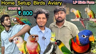 ₹800 முதல்  Tamed Birds Home Aviary  birds Farm தமிழ்  Cocktail African LoveBirds Conures [upl. by Clarabelle]