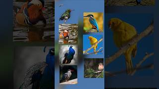 The strange world of obsessed bird lovers birds birdslover bird shorts youtubeshorts [upl. by Reinert]