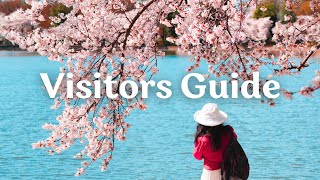 Cherry Blossom Festival Washington DC What You Need To Know [upl. by Nosnar261]