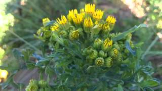 Ragwort Jacobaea vulgaris syn Senecio jacobaea  Tansy Ragwort  20120613 [upl. by Halverson]