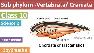 Science 2 Subphylum VertebrataCraniata  Phylum Chordata [upl. by Takashi]