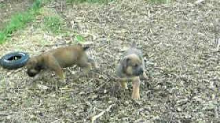 South African Boerboel puppies Spitsvuur Madja 918 x PZD Beeste 912 litter [upl. by Idelia]