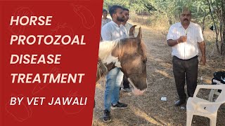 protozoal disease treatment by narendra thakre sir trending horse viralvideos veterinary [upl. by Ednil]