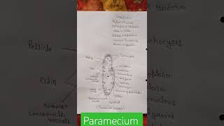 Paramecium classification [upl. by Milly306]