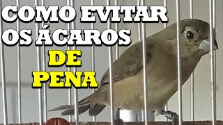 O MELHOR PRODUTO PRA EVITAR ÁCAROS DE PENAS PAPACAPIM PARDO [upl. by Kiona740]