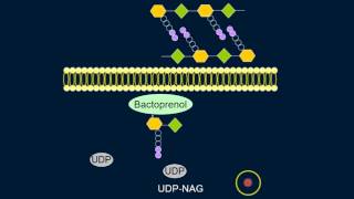 Cell Wall Synthesis [upl. by Alver]