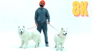 Teri Jatti  Ammy Virk Full Video Hindi Punjabi Songs in 8K  4K Ultra HD 60 FPS [upl. by Dnomayd535]